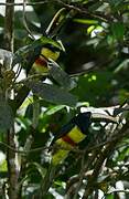 Black-necked Aracari