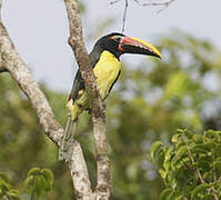 Green Aracari