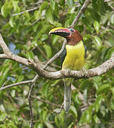 Green Aracari