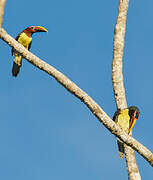 Green Aracari