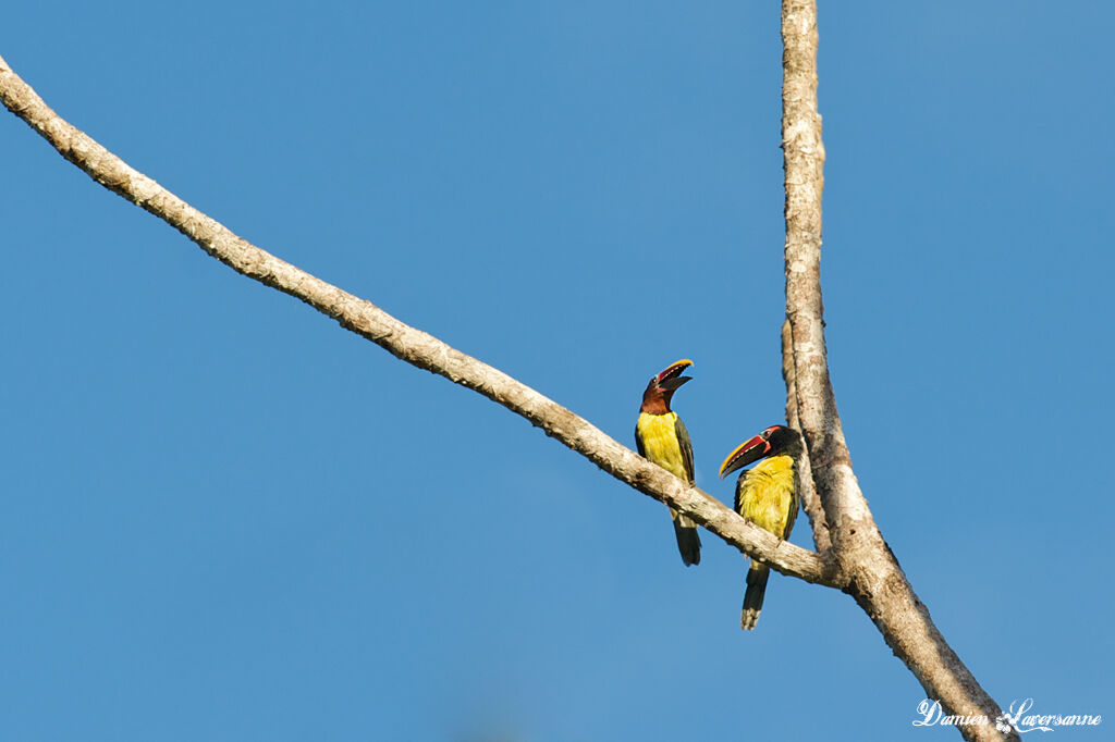 Green Aracari