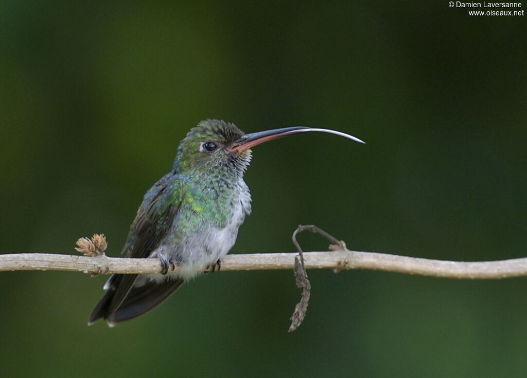 Glittering-throated Emerald