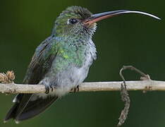 Glittering-throated Emerald