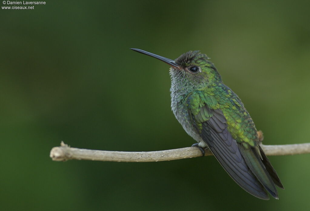 Glittering-throated Emerald