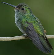 Glittering-throated Emerald