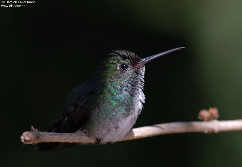 Glittering-throated Emerald