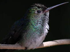 Glittering-throated Emerald