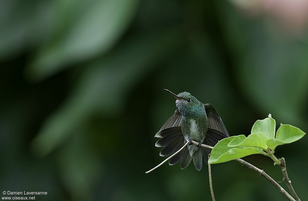 Glittering-throated Emerald