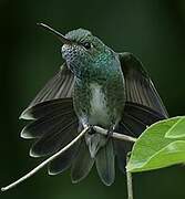 Glittering-throated Emerald