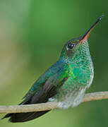 Glittering-throated Emerald