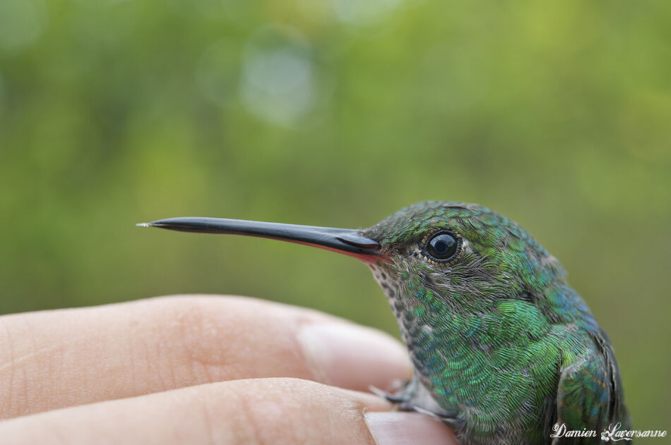 Glittering-throated Emerald