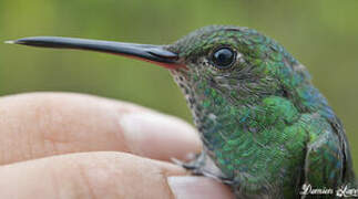 Glittering-throated Emerald