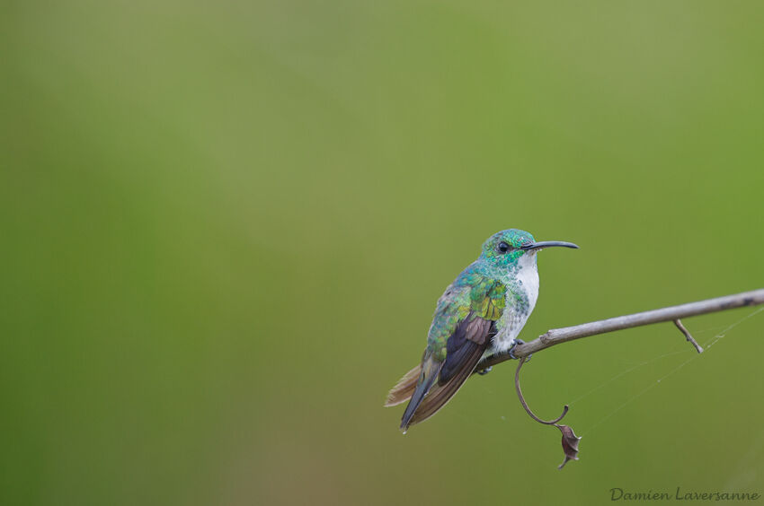 Plain-bellied Emerald female, identification