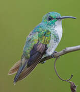 Plain-bellied Emerald