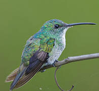 Plain-bellied Emerald