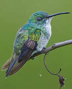 Plain-bellied Emerald