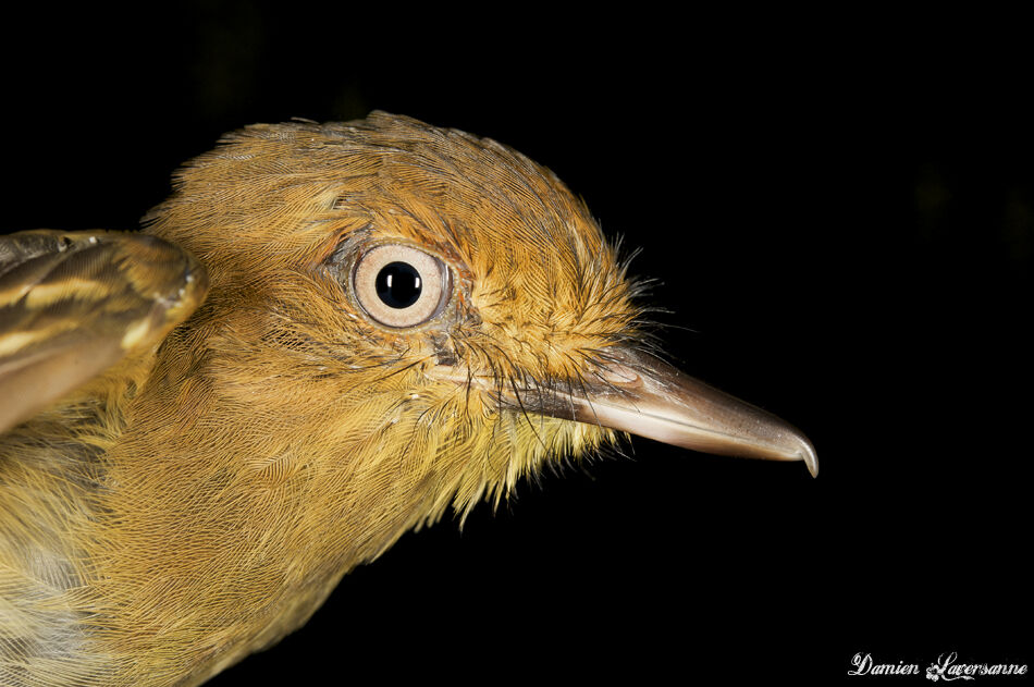 Bright-rumped Attila