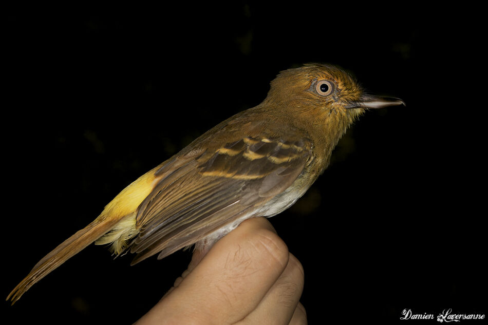 Bright-rumped Attila