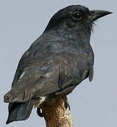 Swallow-winged Puffbird