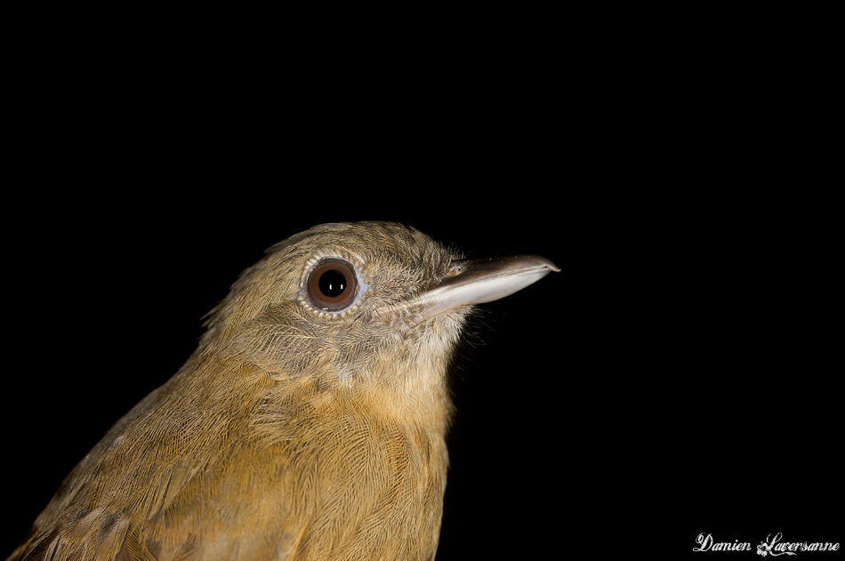 Dusky-throated Antshrike female adult