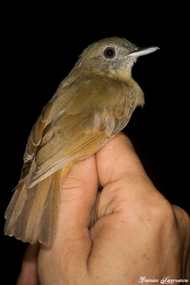 Dusky-throated Antshrike female adult