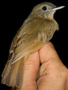 Dusky-throated Antshrike