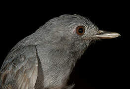 Dusky-throated Antshrike