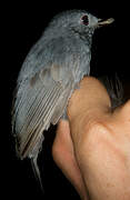 Dusky-throated Antshrike