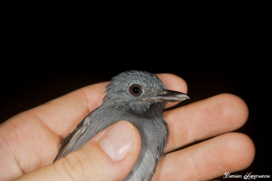 Dusky-throated Antshrike male adult