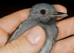 Dusky-throated Antshrike