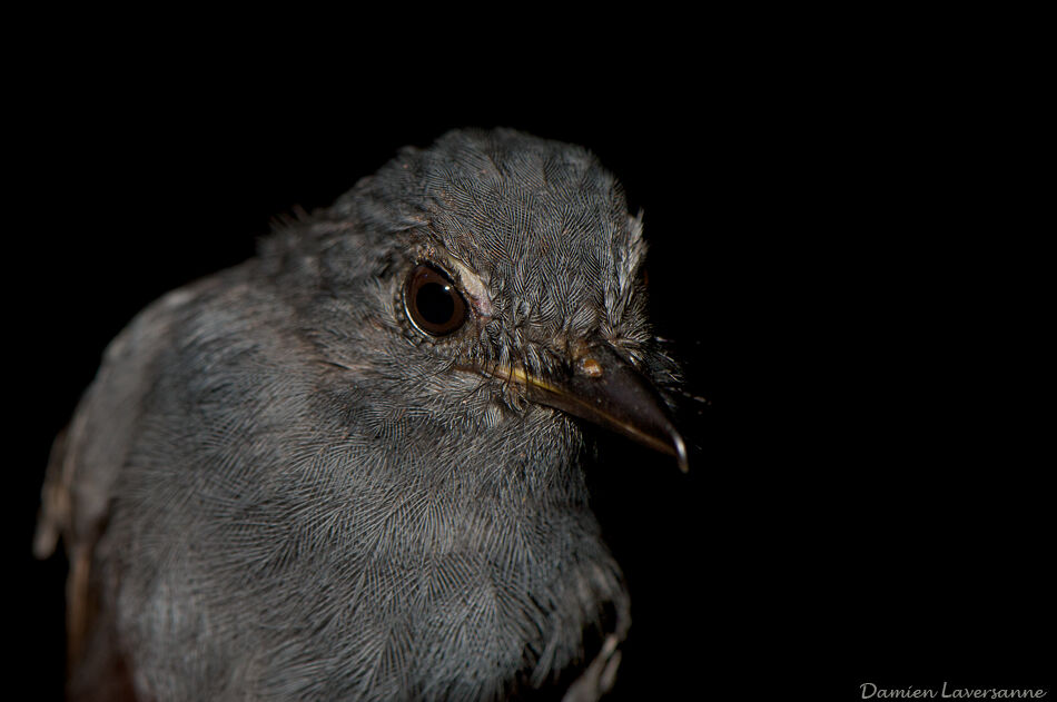 Cinereous Antshrike