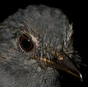 Cinereous Antshrike