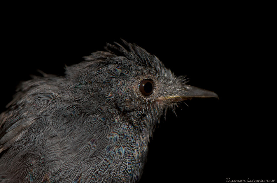 Cinereous Antshrike