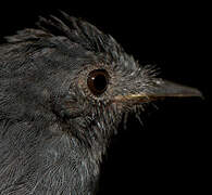 Cinereous Antshrike