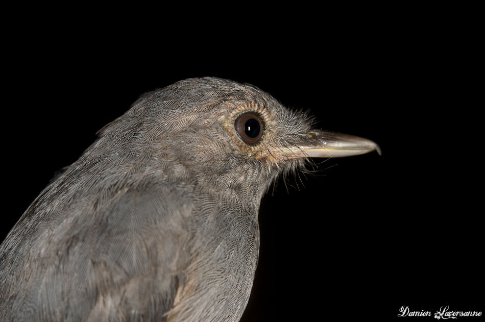 Cinereous Antshrike male