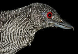 Fasciated Antshrike