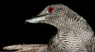 Fasciated Antshrike