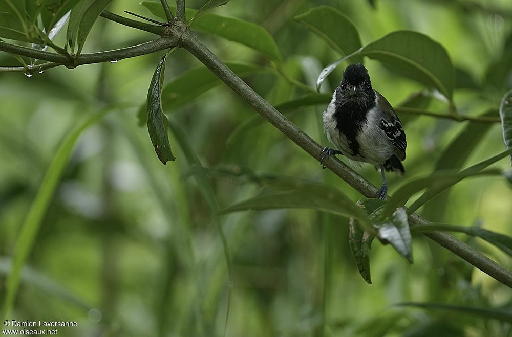 Black-crested Antshrike male