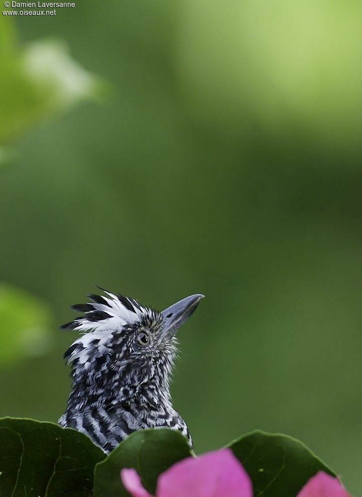 Barred Antshrike