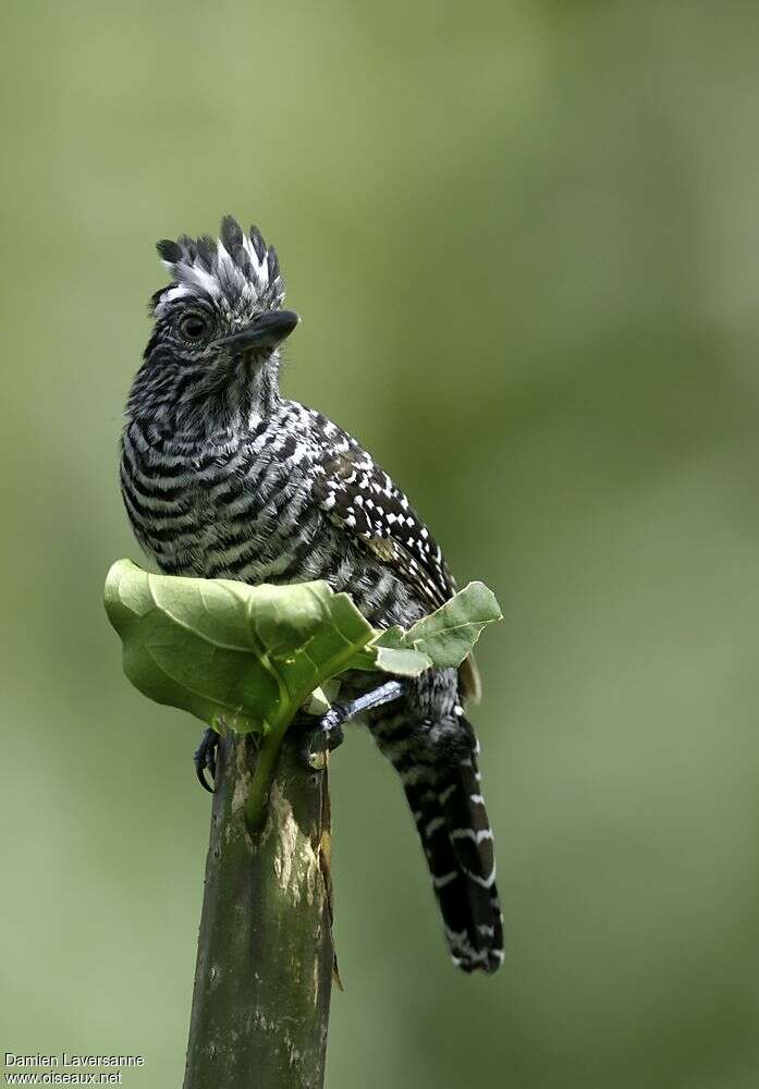 Barred Antshrike male adult, close-up portrait