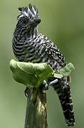 Barred Antshrike