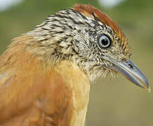 Barred Antshrike