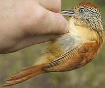 Barred Antshrike