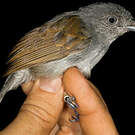 Batara souris