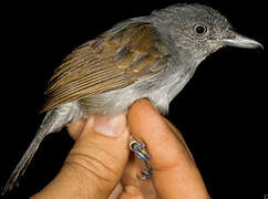 Mouse-colored Antshrike