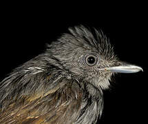 Mouse-colored Antshrike