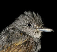 Mouse-colored Antshrike