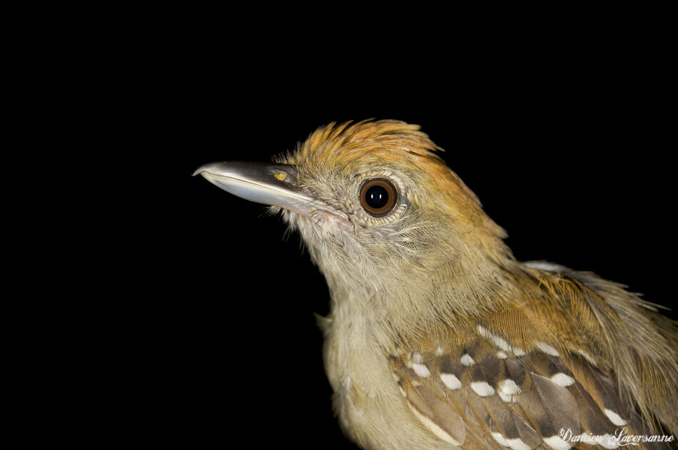 Northern Slaty Antshrike female