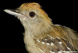 Northern Slaty Antshrike