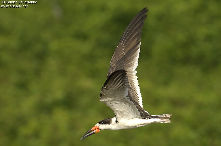 Black Skimmer